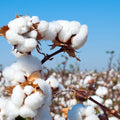 From Seed to Harvest: The Fascinating Journey of Cotton Farming