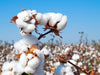From Seed to Harvest: The Fascinating Journey of Cotton Farming