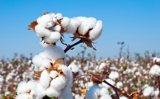 From Seed to Harvest: The Fascinating Journey of Cotton Farming