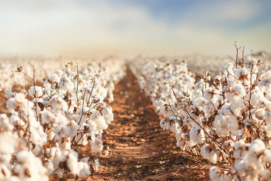 Unveiling the Beauty and Riches of a Cotton Field
