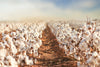 Unveiling the Beauty and Riches of a Cotton Field
